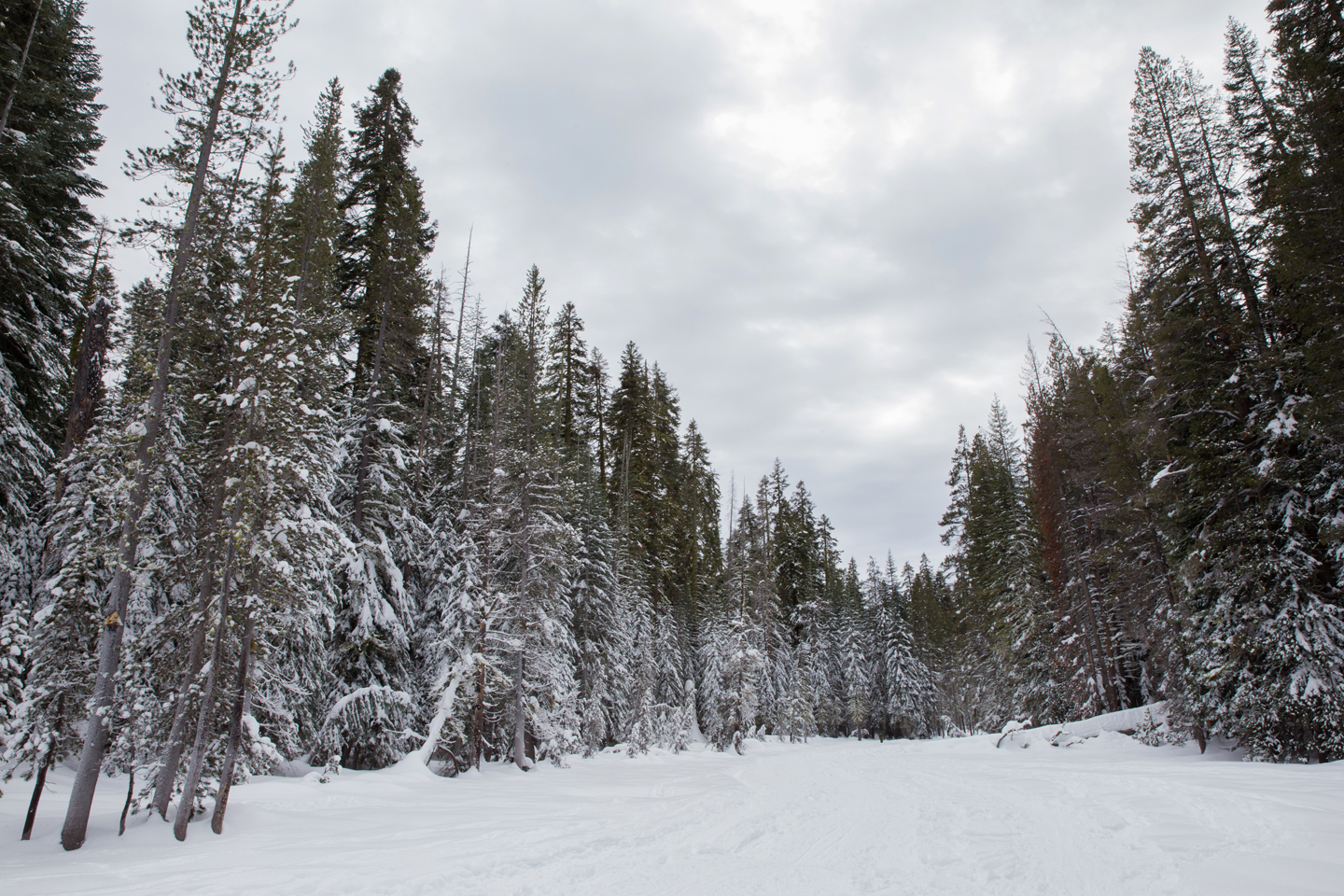 yosemite-dewey-point-snowshoe-trail-trees